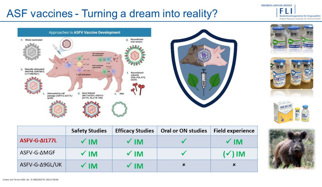 ASFaVIP project was presented by Sandra Blome at the 34th European Congress of AI VETS